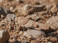 Sphingonotus caerulans