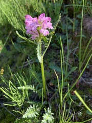 Pedicularis sudetica