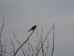 Falco sparverius sparverius