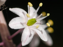 Drimia maritima