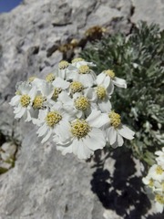 Achillea clavennae