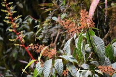 Palicourea padifolia