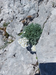 Achillea clavennae
