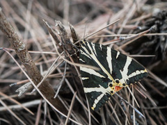 Euplagia quadripunctaria