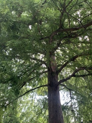 Taxodium distichum