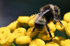 Bombus terricola