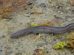 Conger conger