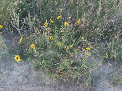 Helianthus petiolaris
