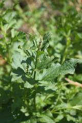 Blitum bonus-henricus