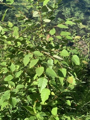 Betulaceae