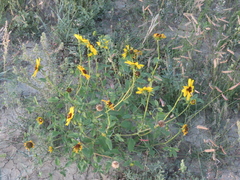 Helianthus petiolaris