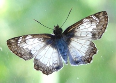Antigonus emorsa