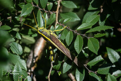 Schistocerca obscura