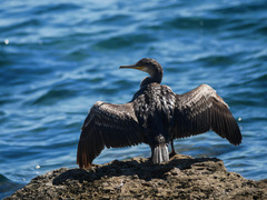 Gulosus aristotelis desmarestii
