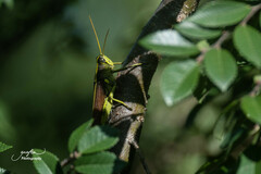 Schistocerca obscura