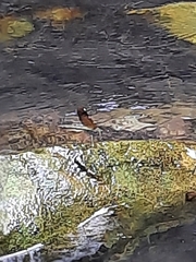 Neurobasis chinensis