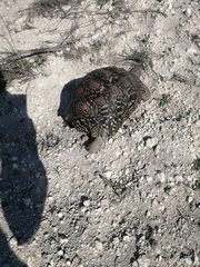 Stigmochelys pardalis