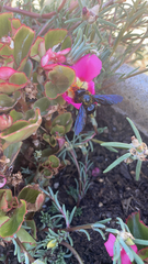Xylocopa violacea