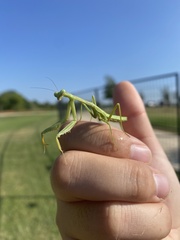 Stagmomantis limbata