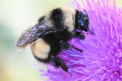 Bombus terricola