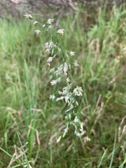 Poa pratensis