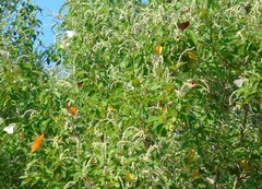 Croton sonorae