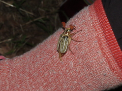 Polyphylla decemlineata