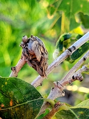 Andricus quercusfrondosus