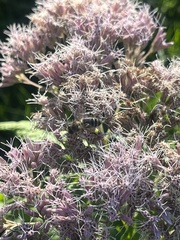 Eutrochium maculatum