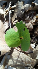 Sanguinaria canadensis