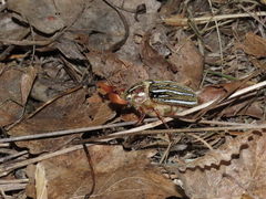 Polyphylla decemlineata