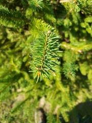 Pinales