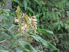 Hedychium spicatum