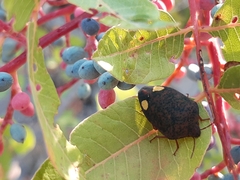 Solenosthedium bilunatum