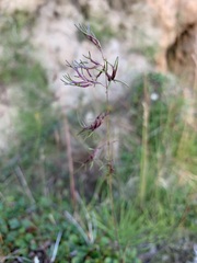 Poa alpigena