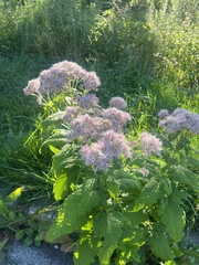 Eutrochium maculatum