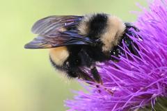Bombus terricola