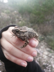 Sclerophrys capensis