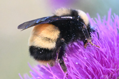 Bombus terricola