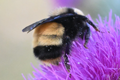Bombus terricola