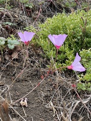 Clarkia