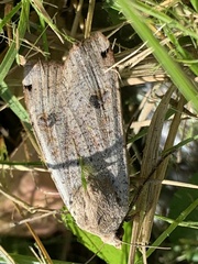 Abagrotis alternata