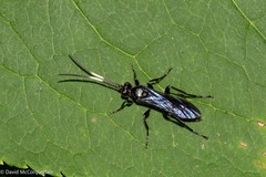 Ichneumoninae
