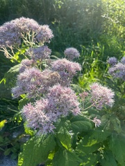 Eutrochium maculatum