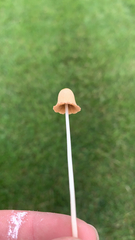 Conocybe apala