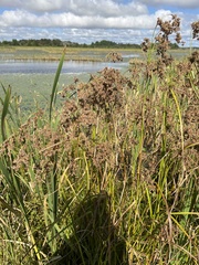 Scirpus cyperinus