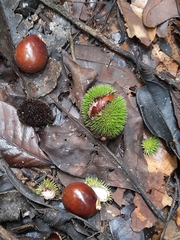 Otonephelium stipulaceum