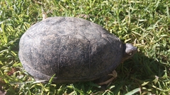 Kinosternon integrum