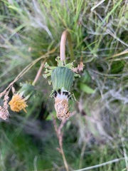 Taraxacum macroceras