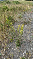 Solidago